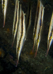 Razorfish (Aeoliscus strigatus) in Anilao. by Jim Chambers 